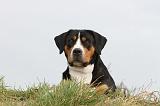 GRAND BOUVIER SUISSE 085